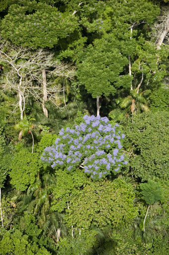 Rainforests like this one on Barro Colorado Island depend on an "odd couple" relationship.: Photograph courtesy of STRI